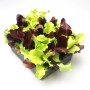 Frischer Baby-Leaf Salat von GROW by OBI in 6er Schale, grüne und rote Blätter.
