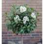 Mittelmeer Schneeball Hochstamm (Viburnum tinus) mit weißen Blüten und grünen Blättern.