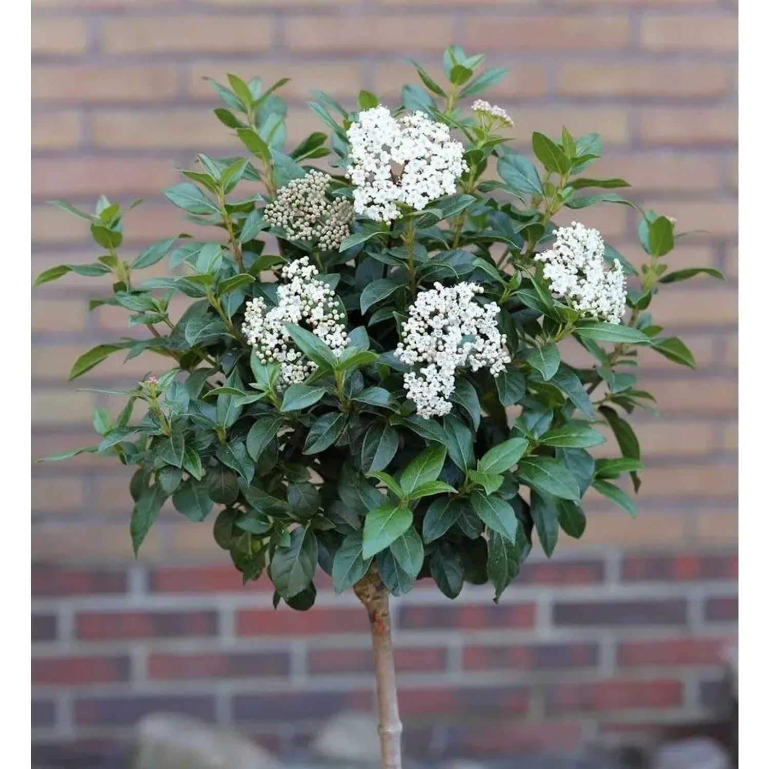 Hochstamm Mittelmeer Schneeball 80-100cm - Viburnum tinus