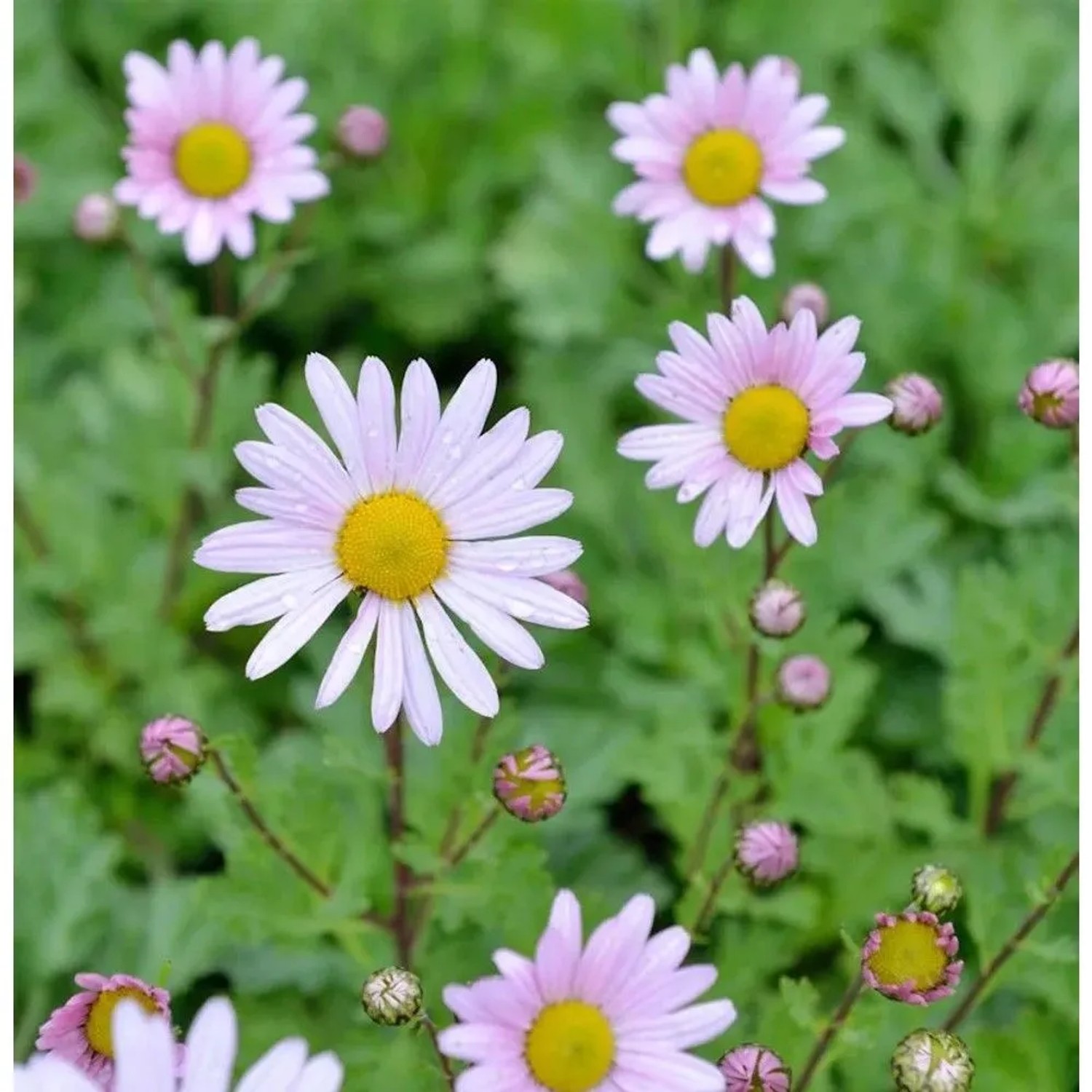 Grönland Margerite Stella - Arctanthemum arcticum_2