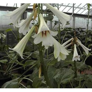 Riesen Lilie Cardiocrinum giganteum mit weißen, trompetenförmigen Blüten im Garten.