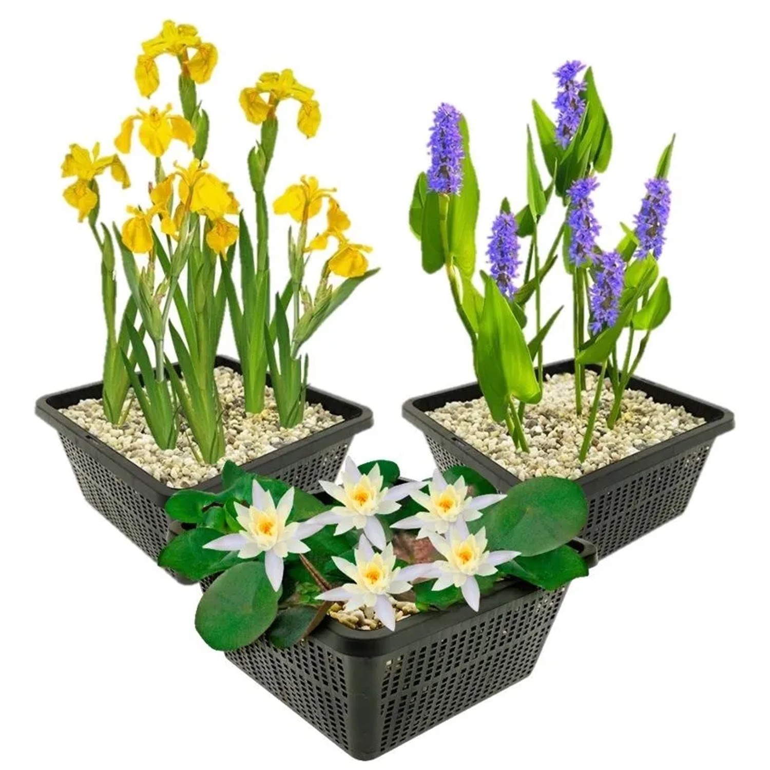 Vdvelde Weiße Seerose Set   9 Pflanzen   Teich   Winterhart