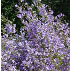 Rapunzel Glockenblume - Campanula rapunculus