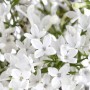 Nahaufnahme des Viburnum Eskimo Schneeball mit weißen Blüten.