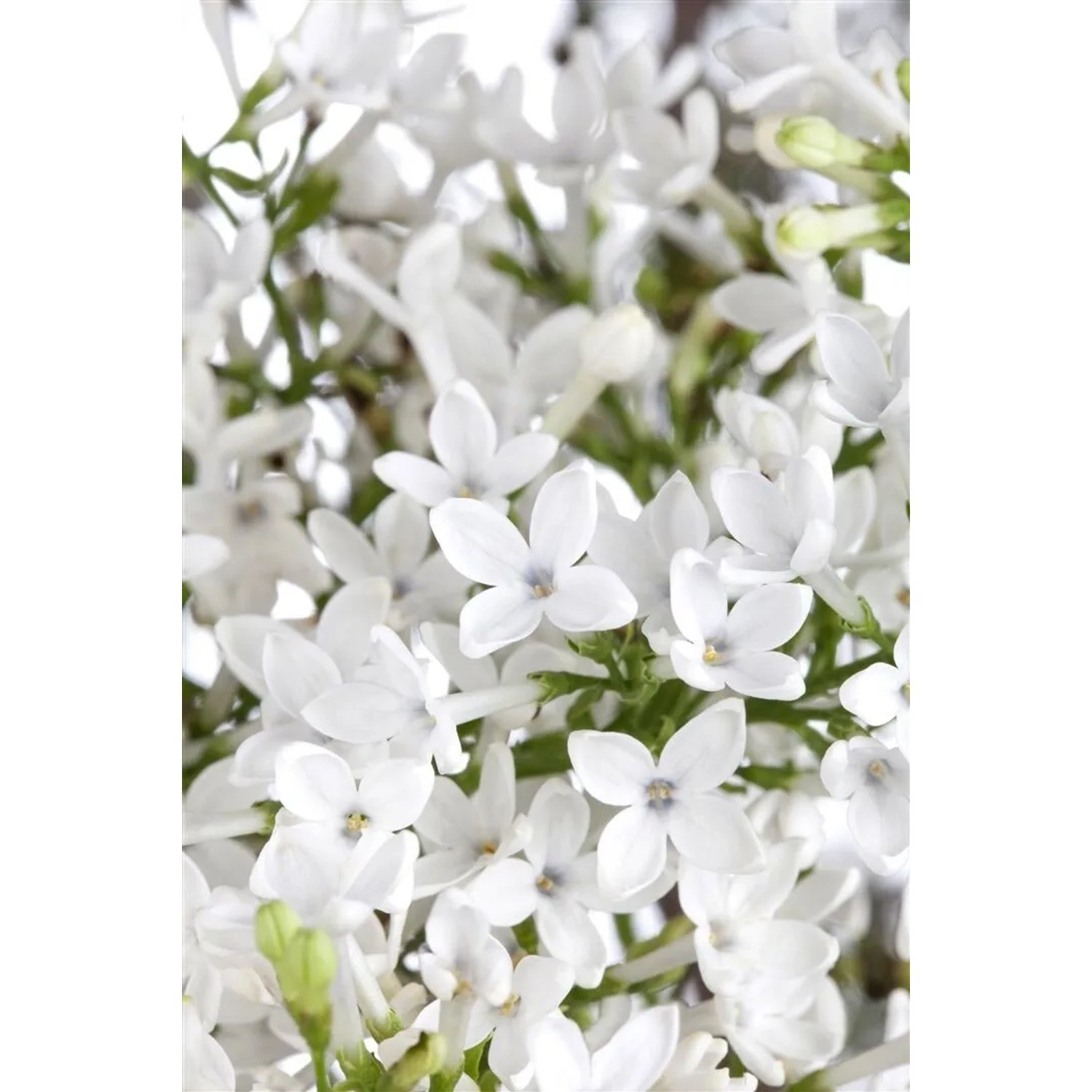 Nahaufnahme des Viburnum Eskimo Schneeball mit weißen Blüten.