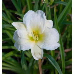 Taglilie Gentle Shepherd - Hemerocallis