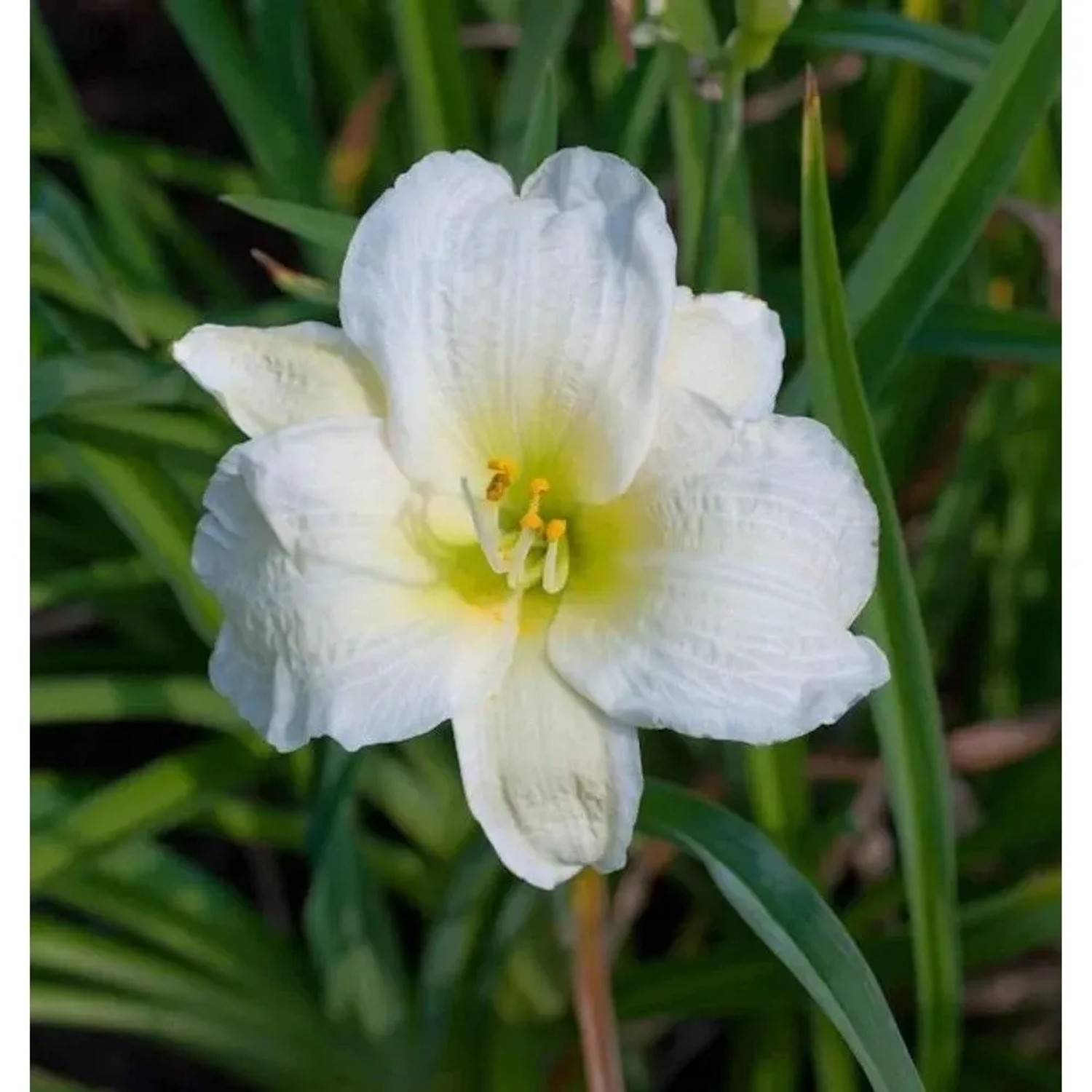 Taglilie Gentle Shepherd - Hemerocallis