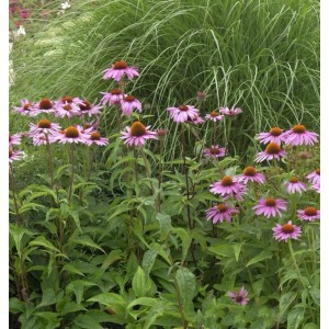 Sonnenhut Magnus - Echinacea purpurea
