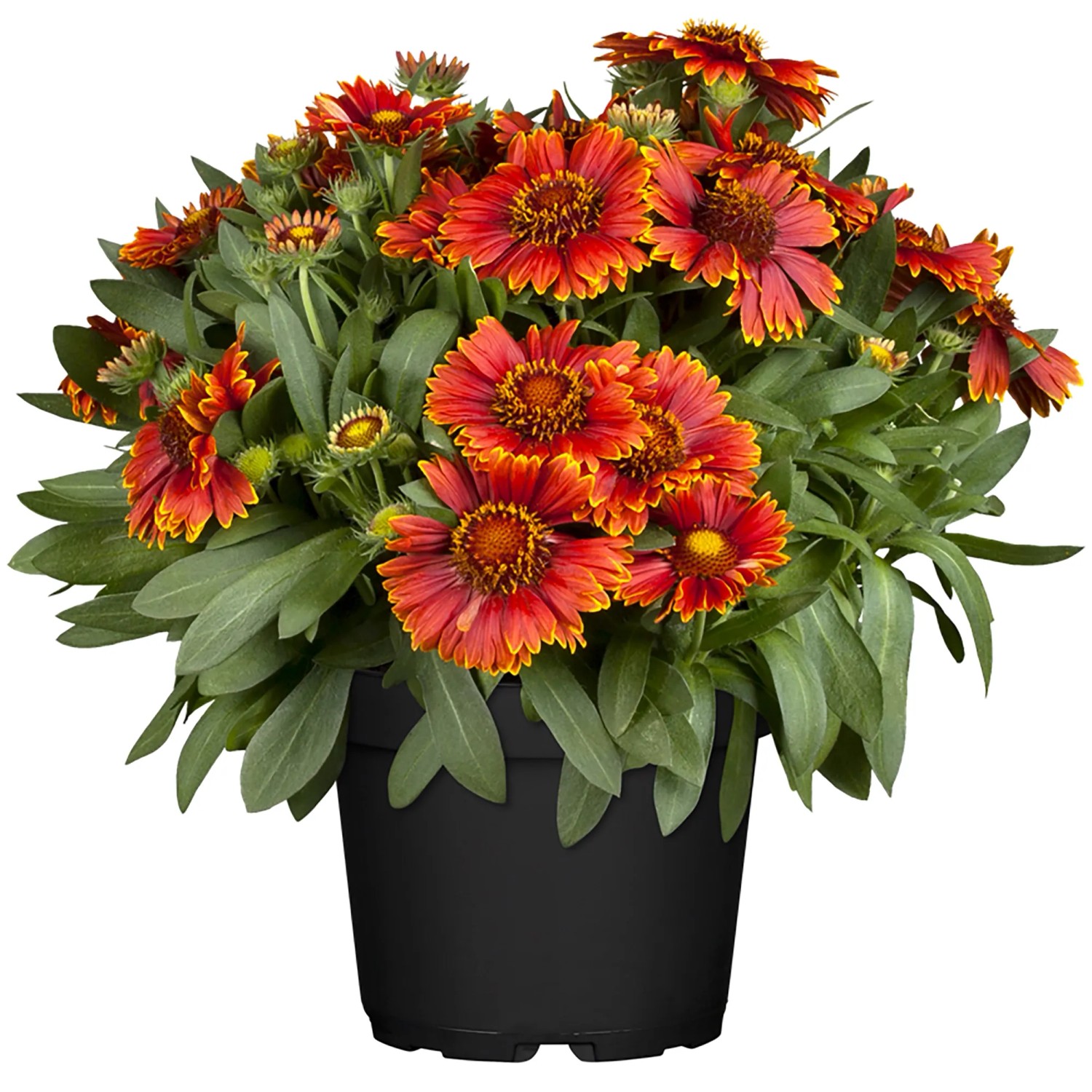 GROW by OBI Kokardenblume "Spintop" Topf-Ø ca. 12 cm Gaillardia aristata