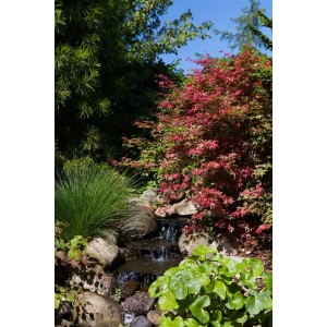 Japanischer Ahorn 'Corallinum' mit roten Blättern im Garten am Bachlauf.