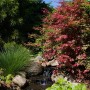 Japanischer Ahorn 'Corallinum' mit roten Blättern im Garten am Bachlauf.