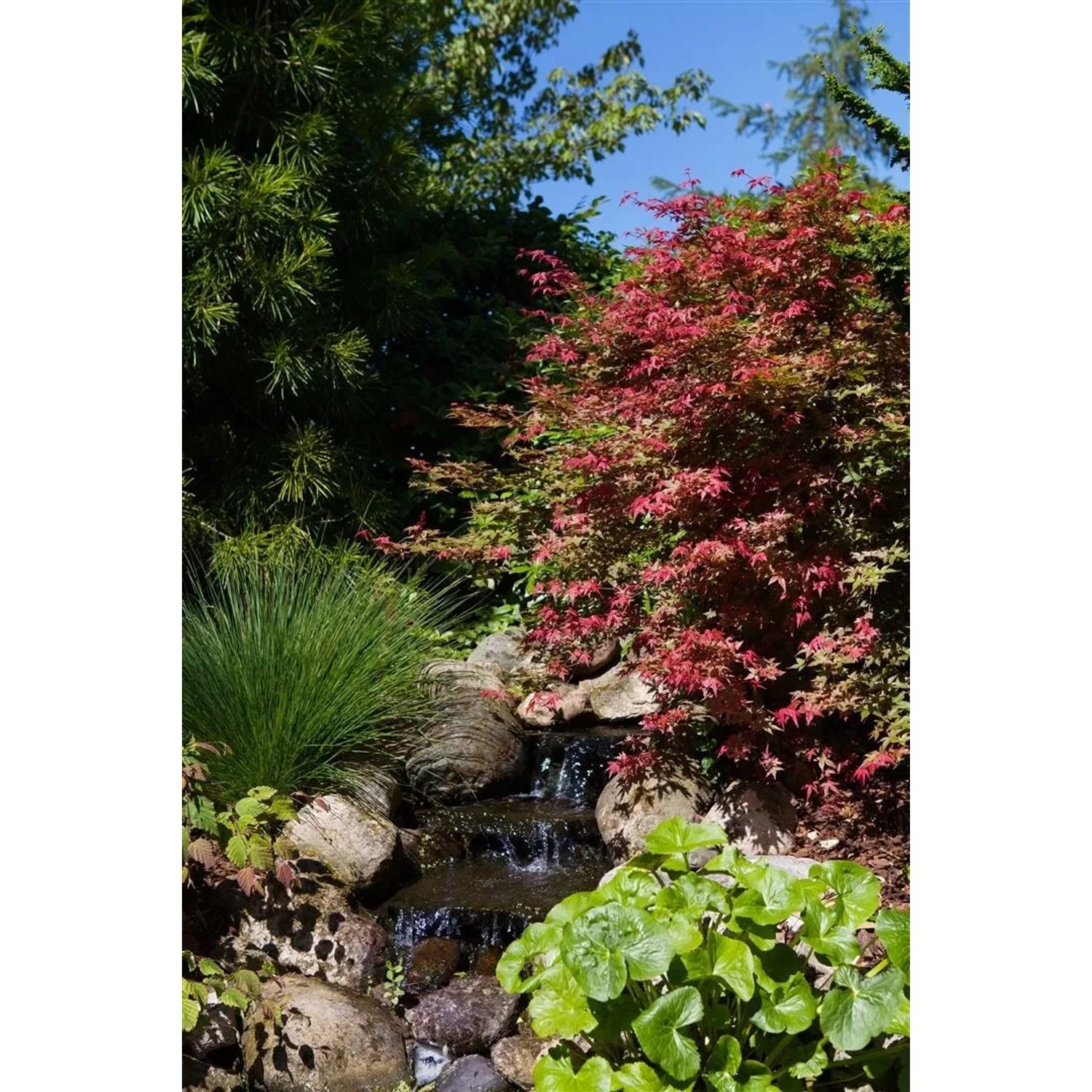 Japanischer Ahorn 'Corallinum' mit roten Blättern im Garten am Bachlauf.