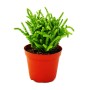 Exotenherz Sukkulente Crassula Lycopodioides (Mäuseschwanz) im roten 8,5cm Topf.