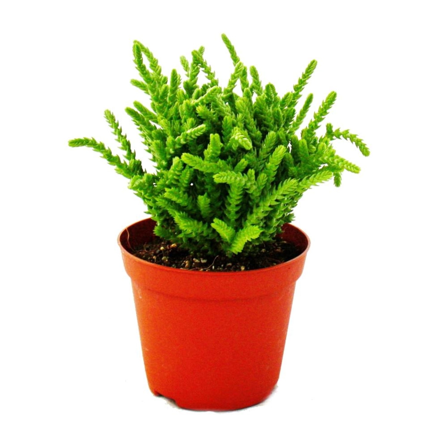 Exotenherz Sukkulente Crassula Lycopodioides Mäuseschwanz im 8,5cm Topf günstig online kaufen