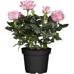 Zimmer-Rose mit hellrosa Blüten im schwarzen Topf, ca. 25-30 cm hoch.