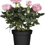 Zimmer-Rose mit hellrosa Blüten im schwarzen Topf, ca. 25-30 cm hoch.