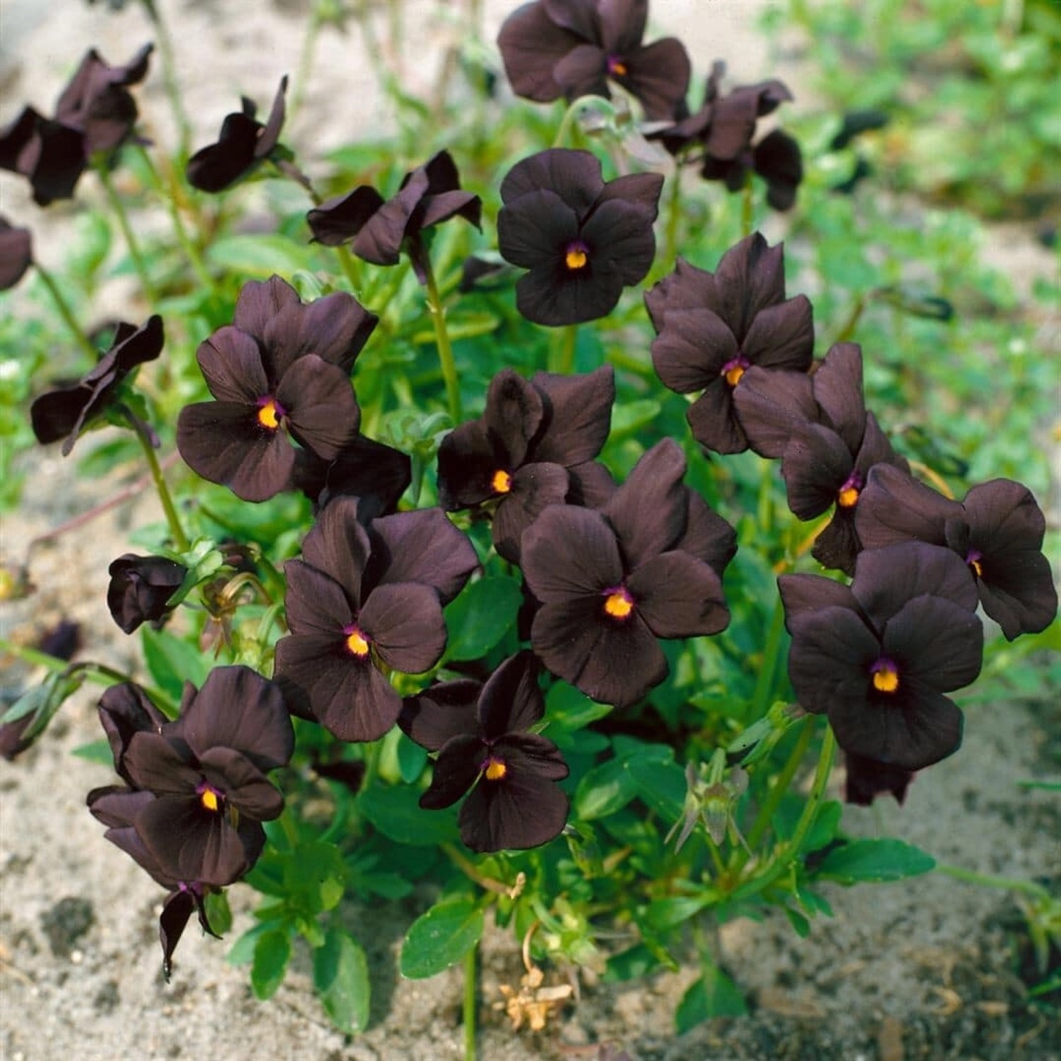 Viola Cornuta Molly Sanderson Hornveilchen Ca. 9x9 cm Topf günstig online kaufen