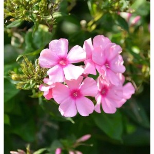 Rosa Hohe Flammenblume 'Sommerfreude' (Phlox paniculata) im Detail.