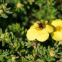 Gelber Fingerstrauch 'Kobold' (Potentilla fruticosa) mit Biene auf Blüte. Kompakter Strauch für Beet und Kübel.