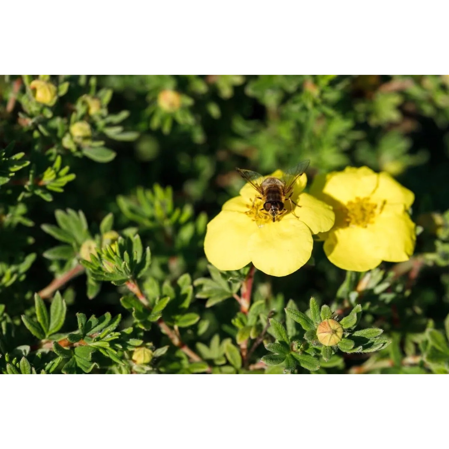 Gelber Fingerstrauch 'Kobold' (Potentilla fruticosa) mit Biene auf Blüte. Kompakter Strauch für Beet und Kübel.