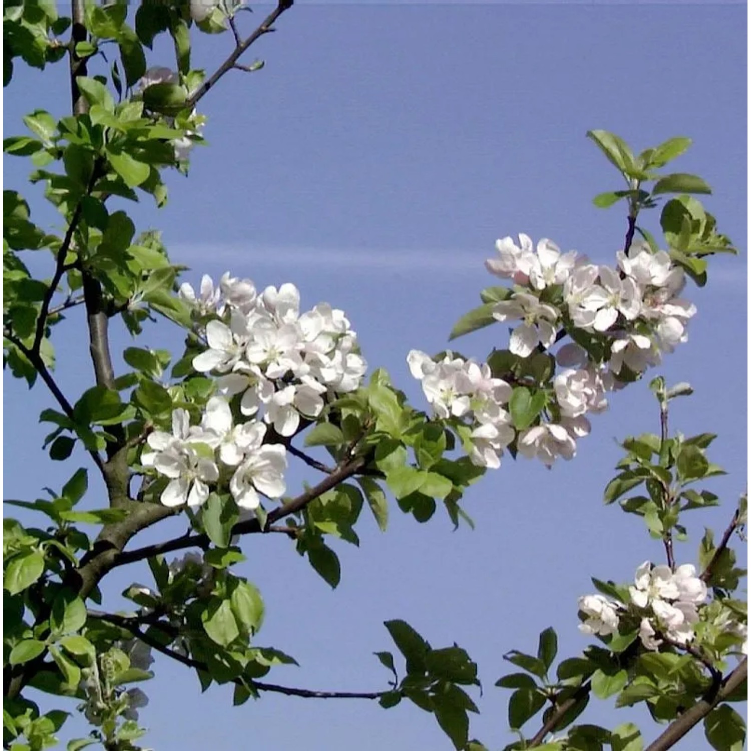 Wildapfel - Holzapfel 125-150cm - Malus sylvestris günstig online kaufen