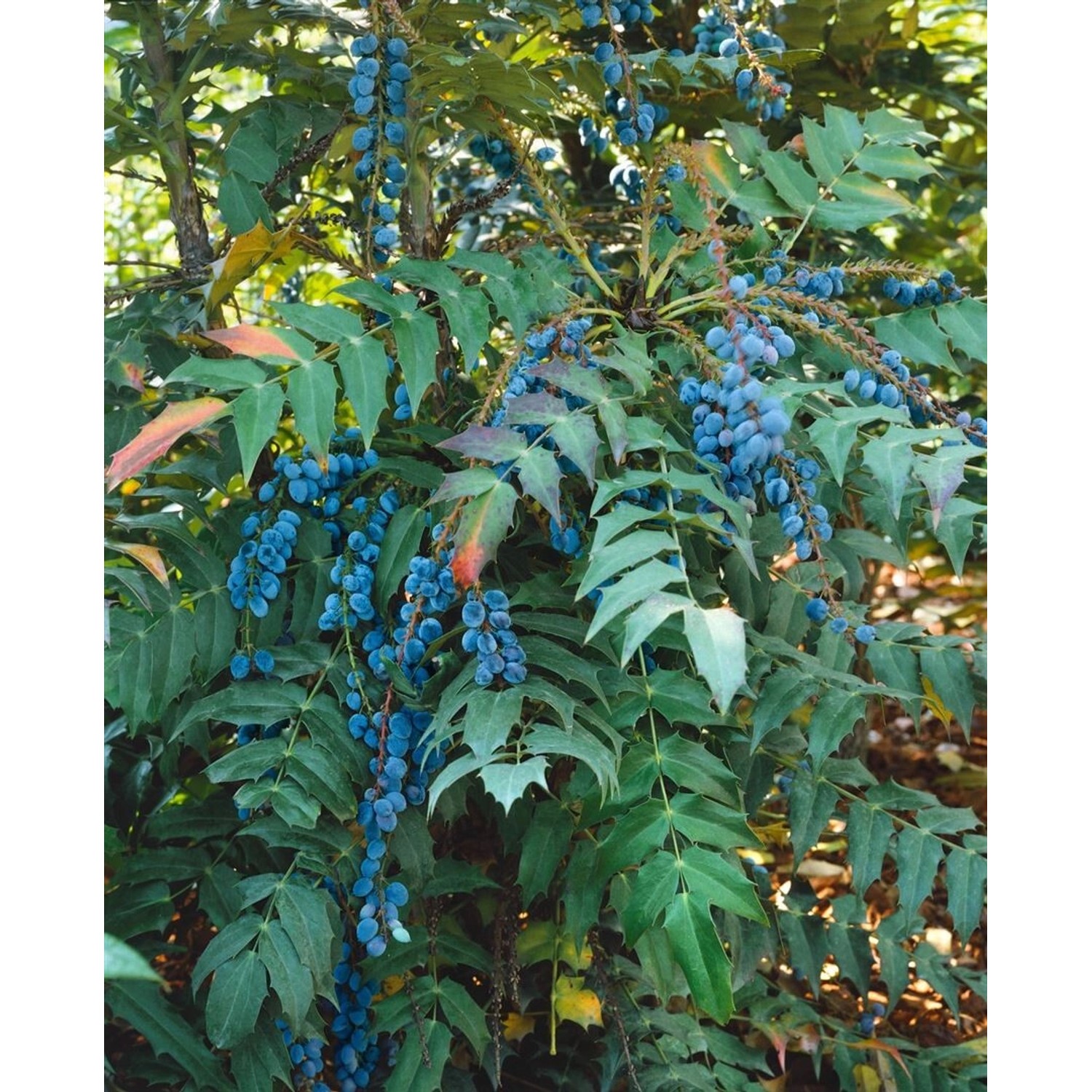 Mahonia Media Charity Mahonie Gelbe Blüten 40–60 cm günstig online kaufen