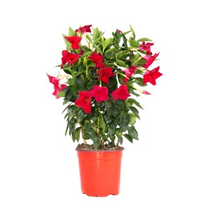 Dipladenie Mandevilla sanderi im Topf, rote Blüten und grüne Blätter. Blühende Kübelpflanze für sonnige Standorte.