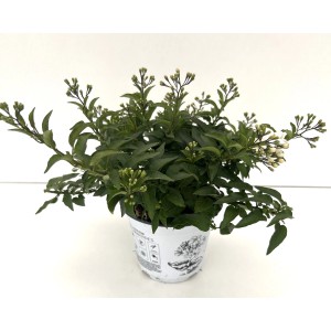 Sommerjasmin Busch im Topf mit weißen Blütenknospen, Solanum jasminoides.