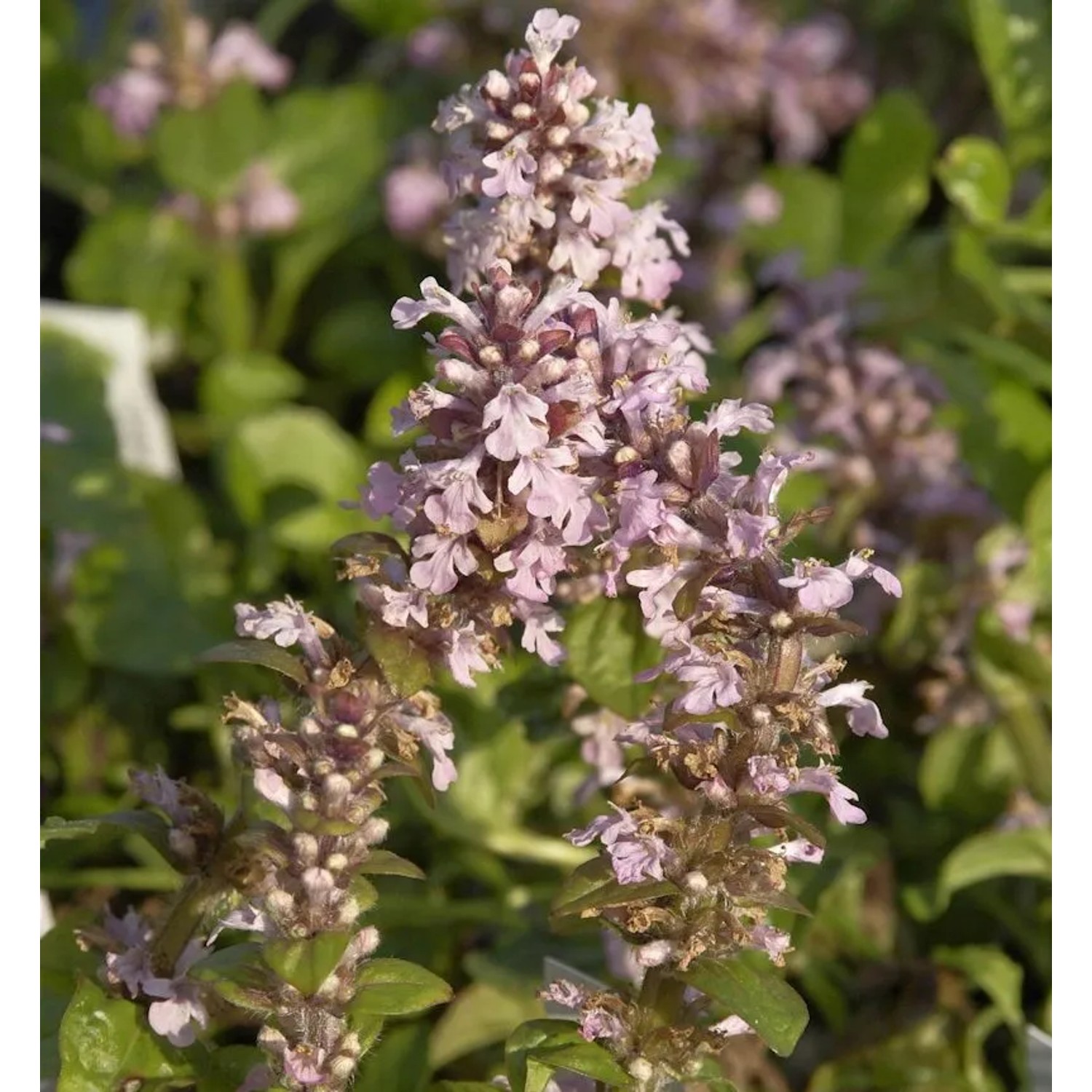Kriechender Günsel Rosea - Ajuga reptans