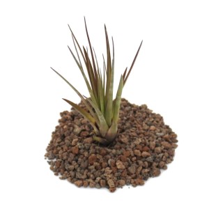 Exotenherz Tillandsia Melanocrater Tricolor, lose Pflanze, gross.