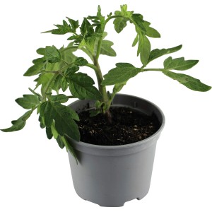 Junge, gestreifte Datteltomate im Topf. Solanum lycopersicum mit grünen Blättern.