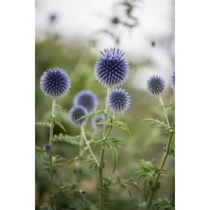 Nahaufnahme der blauen Kugelblüten der Echinops Ritro Kugeldistel Staude im 9x9 cm Topf.