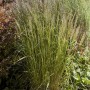 Diamantgras Calamagrostis Brachytricha im 3-5 Liter Container, Ziergras mit silbernen Blütenständen.