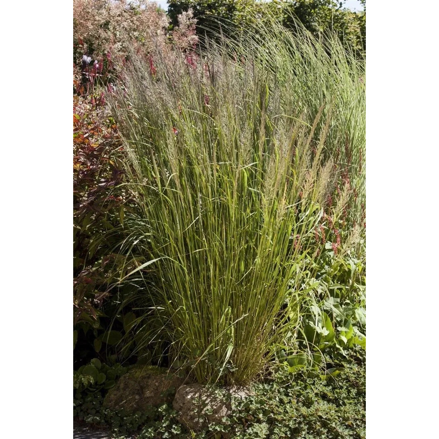 Diamantgras Calamagrostis Brachytricha im 3-5 Liter Container, Ziergras mit silbernen Blütenständen.