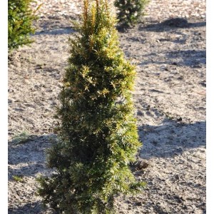 Gelbe Eibe (Taxus baccata Aurea), 20-25 cm, buschiger Strauch mit gelblichem Austrieb.
