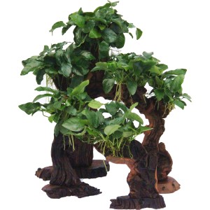 Dennerle Aquariumpflanze Mbuna Groß mit Anubias Nana auf Wurzelholz für Aquarien.