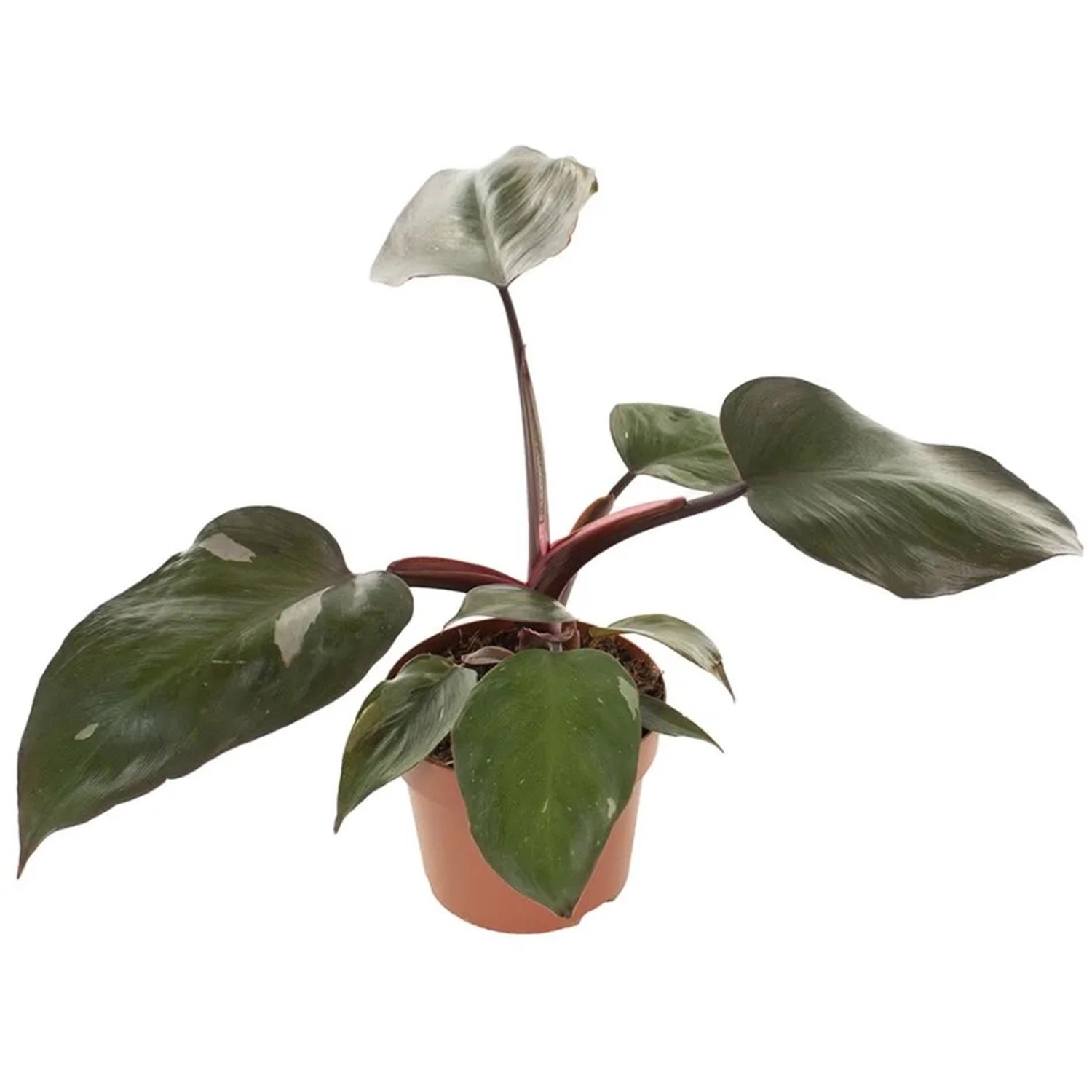 GROW Baumfreund Pink Princess Höhe ca. 25 cm Topf-Ø ca. 12 cm Philodendron