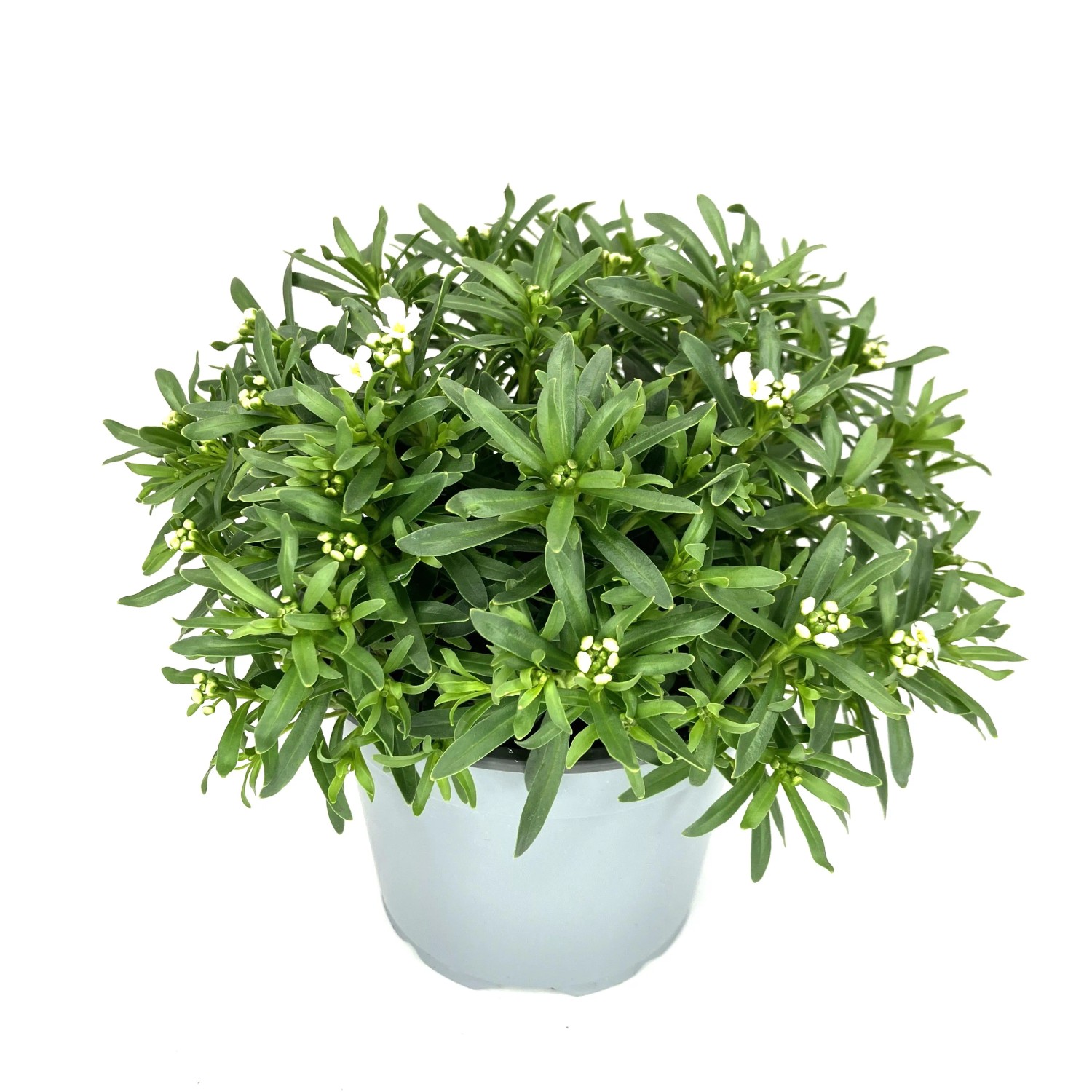 GROW by OBI Immergrüne Schleifenblume "Fishbeck" Topf-Ø 13 cm Iberis sem.
