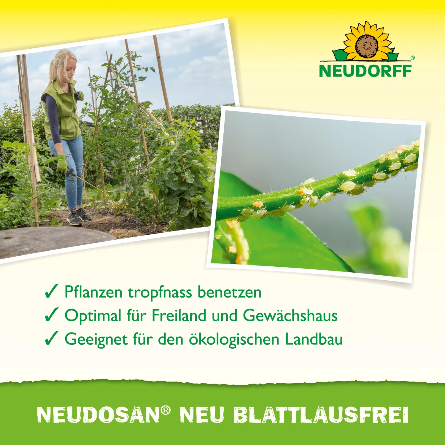 Neudorff Neudosan Neu Blattlausfrei: Anwenderin im Garten, Blattläuse auf Pflanze.