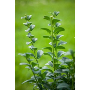 Buchsbaum 'Handsworthiensis' (80-100cm) mit grünen Blättern, ideal als Heckenpflanze.