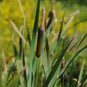Schmalblättriger Rohrkolben im Topf, braune Kolben und grüne Blätter.