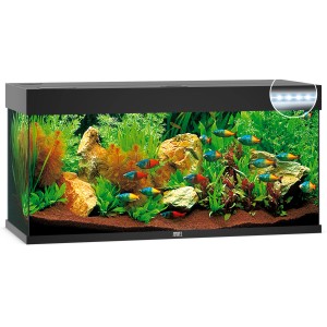 Juwel Aquarium-Set Rio LED Schwarz 180 l, bepflanzt mit Fischen und Steinen.