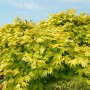 Japanischer Goldahorn 'Jordan' mit gelb-grünem Laub vor blauem Himmel.