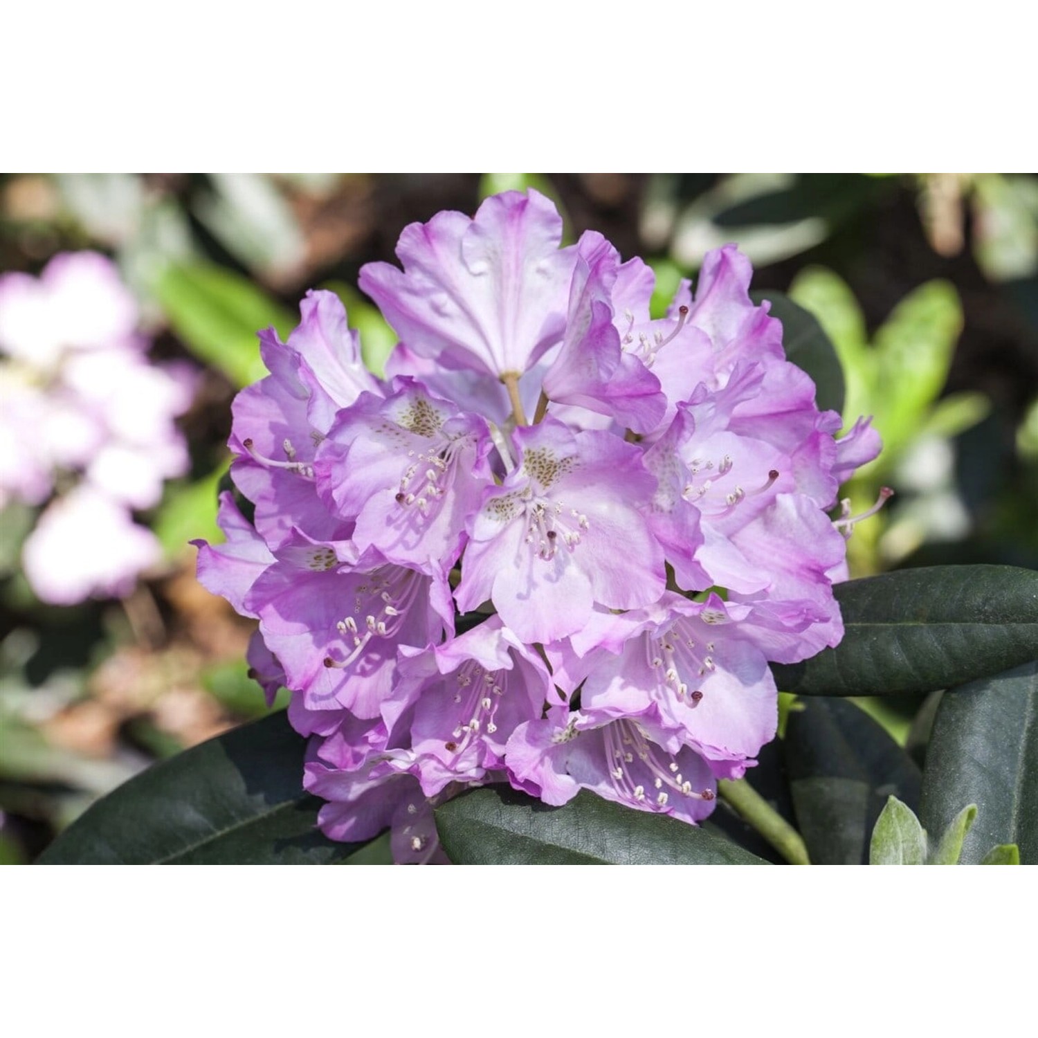 Rhododendron Snipe Zartrosa 20–25 cm günstig online kaufen
