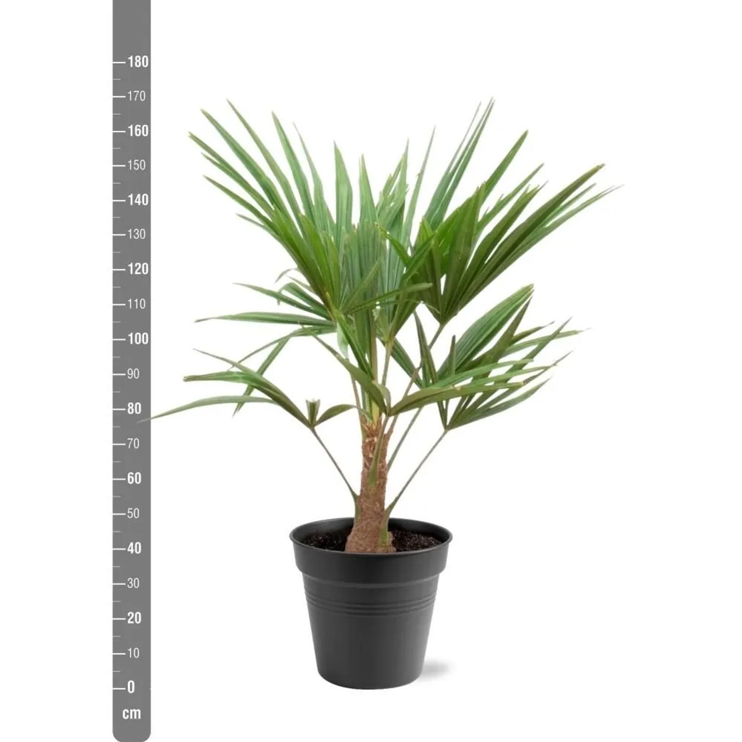 Exotenherz Chinesiche Hanfpalme Trachycarpus Fortunei 21cm Topf 90-100cm Hoch_2