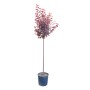 Blutpflaume Halbstamm im Topf, ca. 100cm hoch. Hausbaum mit rotlaubigen Blättern.