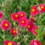 Leuchtend pinke Sonnenröschen 'Blutströpfchen' mit gelben Blütenmitten. Dichte Staudenblüte für Garten und Steingarten.