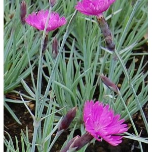Nahaufnahme der Pfingstnelke 'Feuerhexe' mit pinkfarbenen Blüten und blaugrünem Laub.