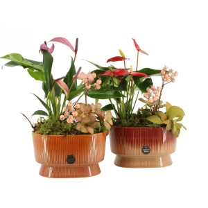 Zwei GROW by OBI Zimmerpflanzen-Arrangements in gerippten Keramiktöpfen. Anthurien, Mosaikpflanzen für Innenbereiche.
