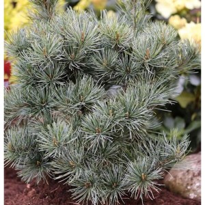 Japanische Zwergmädchenkiefer 30-40cm - Pinus parviflora